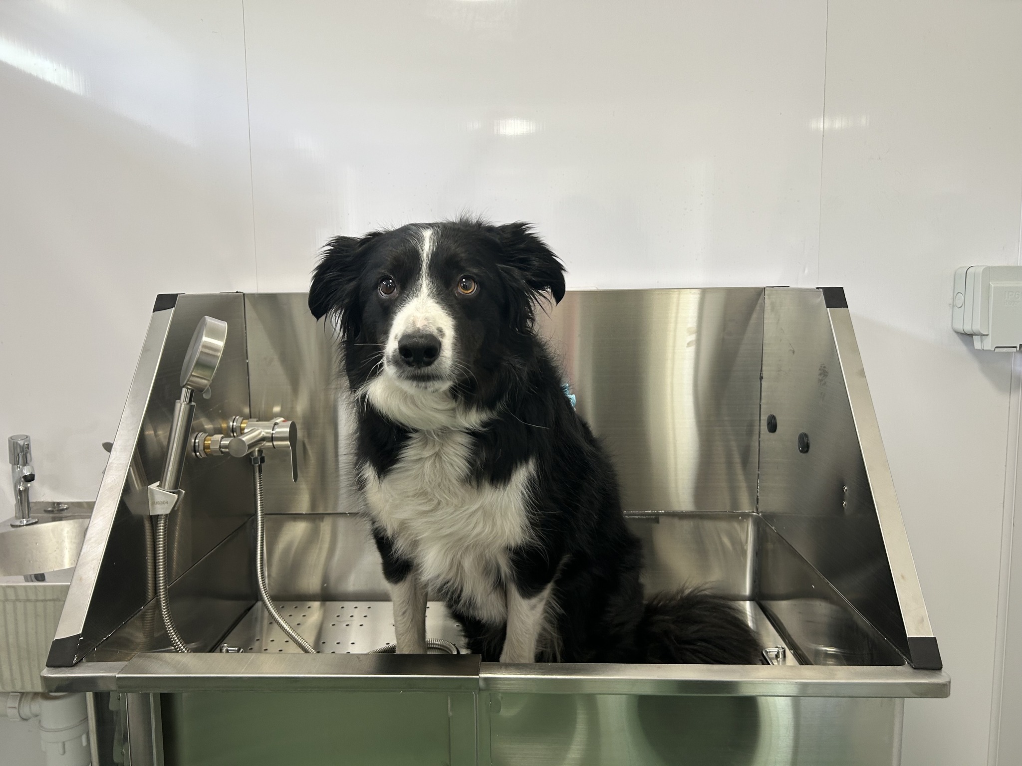 Animal Care